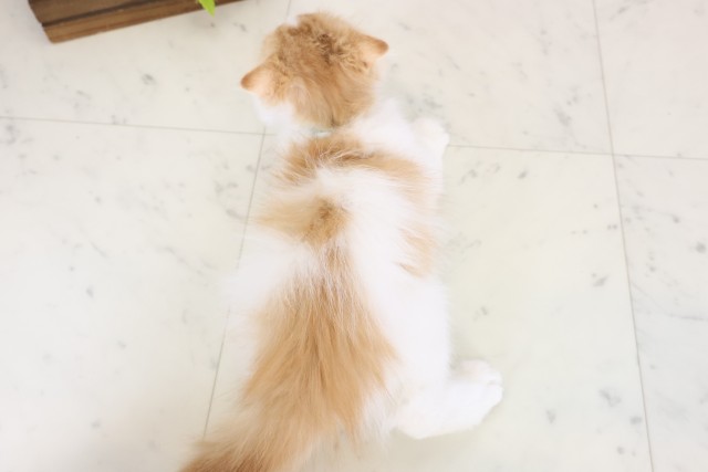 岡山県のスコティッシュフォールド (Coo&RIKU岡山店/2025年11月9日生まれ/男の子/レッドタビーホワイト)の子猫の4枚目の画像