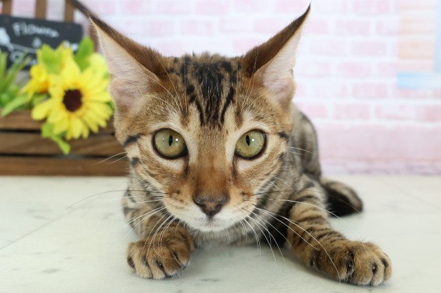 愛媛県のトイガー (Coo&RIKU愛媛松山店/2025年9月12日生まれ/女の子/ブラウンマッカレルタビー)の子猫の1枚目の画像