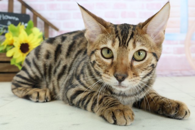 愛媛県のトイガー (Coo&RIKU愛媛松山店/2025年9月12日生まれ/女の子/ブラウンマッカレルタビー)の子猫の2枚目の画像