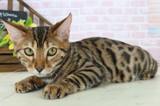 愛媛県のトイガー (Coo&RIKU愛媛松山店/2025年9月12日生まれ/女の子/ブラウンマッカレルタビー)の子猫の3枚目の画像