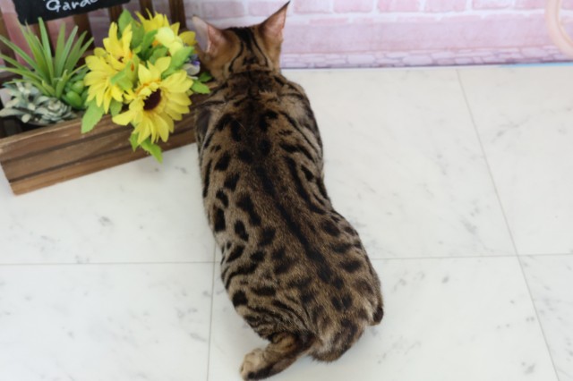 愛媛県のトイガー (Coo&RIKU愛媛松山店/2025年9月12日生まれ/女の子/ブラウンマッカレルタビー)の子猫の4枚目の画像