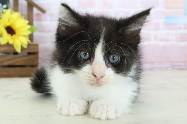 佐賀県のメインクーン (Coo&RIKU佐賀神埼店/2025年12月26日生まれ/男の子/ブラックホワイト)の子猫の1枚目の画像