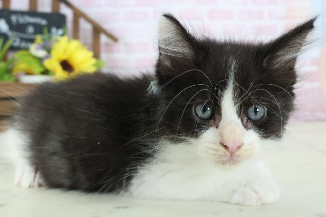 佐賀県のメインクーン (Coo&RIKU佐賀神埼店/2025年12月26日生まれ/男の子/ブラックホワイト)の子猫の2枚目の画像