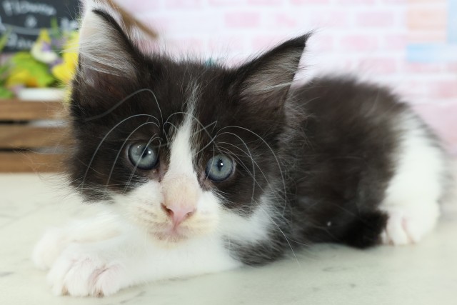 佐賀県のメインクーン (Coo&RIKU佐賀神埼店/2025年12月26日生まれ/男の子/ブラックホワイト)の子猫の3枚目の画像