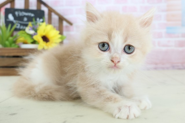 広島県のフォールデックス (Coo&RIKUゆめタウン大竹店/2025年12月24日生まれ/男の子/クリームタビーホワイト)の子猫の2枚目の画像