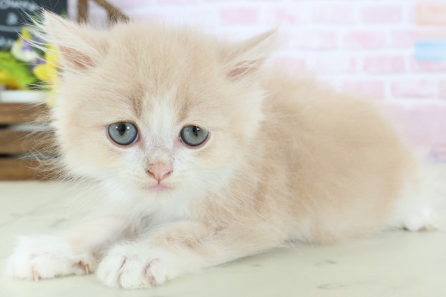 広島県のフォールデックス (Coo&RIKUゆめタウン大竹店/2025年12月24日生まれ/男の子/クリームタビーホワイト)の子猫の3枚目の画像