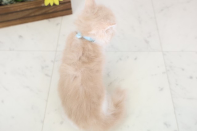 広島県のフォールデックス (Coo&RIKUゆめタウン大竹店/2025年12月24日生まれ/男の子/クリームタビーホワイト)の子猫の4枚目の画像