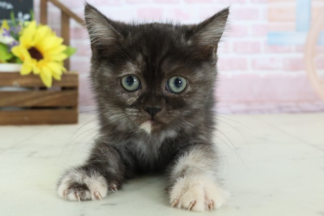 愛媛県のフォールデックス (Coo&RIKU愛媛松山店/2025年12月24日生まれ/女の子/トーティー)の子猫の1枚目の画像