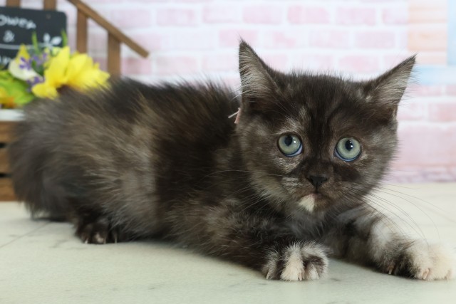 愛媛県のフォールデックス (Coo&RIKU愛媛松山店/2025年12月24日生まれ/女の子/トーティー)の子猫の2枚目の画像