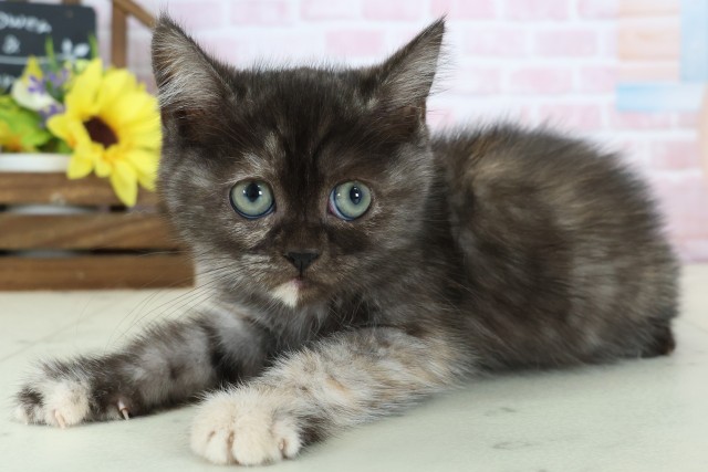 愛媛県のフォールデックス (Coo&RIKU愛媛松山店/2025年12月24日生まれ/女の子/トーティー)の子猫の3枚目の画像