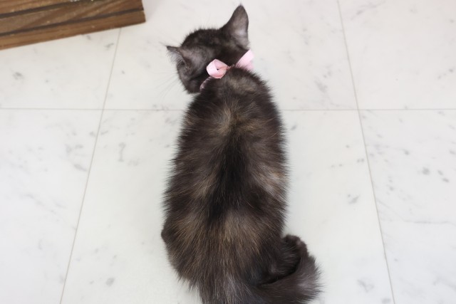 愛媛県のフォールデックス (Coo&RIKU愛媛松山店/2025年12月24日生まれ/女の子/トーティー)の子猫の4枚目の画像