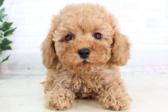 高知県のトイプードル(トイ) (Coo&RIKUのいち店/2026年1月2日生まれ/女の子/アプリコット)の子犬の1枚目の画像