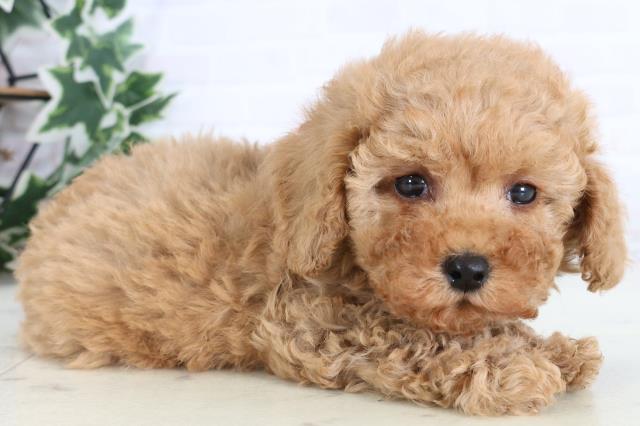 高知県のトイプードル(トイ) (Coo&RIKUのいち店/2026年1月2日生まれ/女の子/アプリコット)の子犬の2枚目の画像