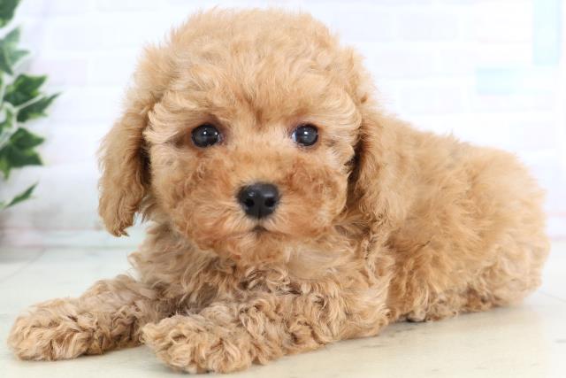 高知県のトイプードル(トイ) (Coo&RIKUのいち店/2026年1月2日生まれ/女の子/アプリコット)の子犬の3枚目の画像