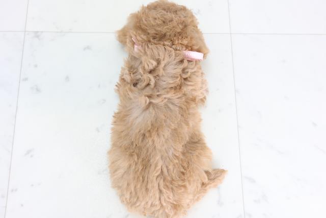 高知県のトイプードル(トイ) (Coo&RIKUのいち店/2026年1月2日生まれ/女の子/アプリコット)の子犬の4枚目の画像