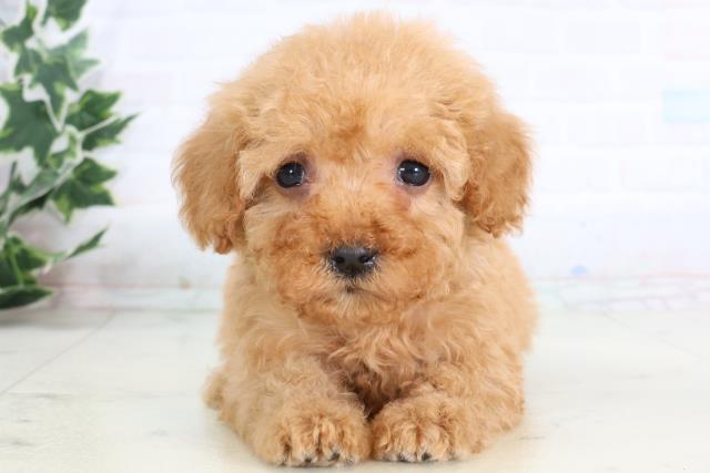 愛媛県のトイプードル(トイ) (Coo&RIKU大洲店/2026年1月2日生まれ/女の子/アプリコット)の子犬の1枚目の画像