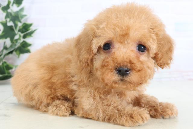 愛媛県のトイプードル(トイ) (Coo&RIKU大洲店/2026年1月2日生まれ/女の子/アプリコット)の子犬の2枚目の画像