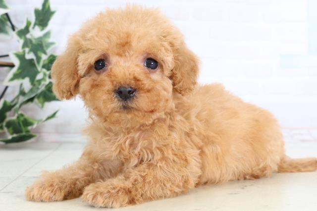 愛媛県のトイプードル(トイ) (Coo&RIKU大洲店/2026年1月2日生まれ/女の子/アプリコット)の子犬の3枚目の画像