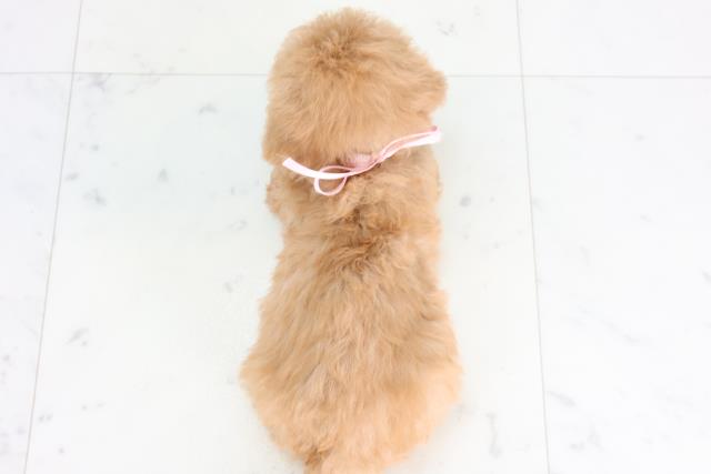 愛媛県のトイプードル(トイ) (Coo&RIKU大洲店/2026年1月2日生まれ/女の子/アプリコット)の子犬の4枚目の画像