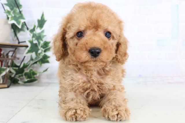 愛媛県のトイプードル(トイ) (Coo&RIKU愛媛松山店/2026年1月2日生まれ/男の子/アプリコット)の子犬の1枚目の画像