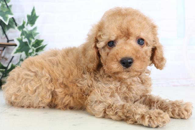 愛媛県のトイプードル(トイ) (Coo&RIKU愛媛松山店/2026年1月2日生まれ/男の子/アプリコット)の子犬の2枚目の画像