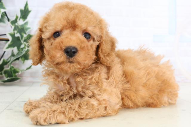 愛媛県のトイプードル(トイ) (Coo&RIKU愛媛松山店/2026年1月2日生まれ/男の子/アプリコット)の子犬の3枚目の画像