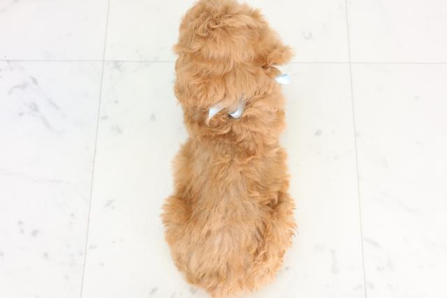 愛媛県のトイプードル(トイ) (Coo&RIKU愛媛松山店/2026年1月2日生まれ/男の子/アプリコット)の子犬の4枚目の画像
