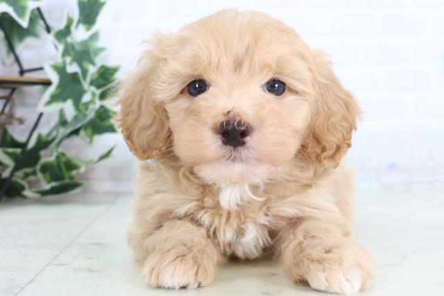 鳥取県のマルプー(マルチーズ×プードル) (Coo&RIKUラ・ムー鳥取東店/2026年1月3日生まれ/男の子/アプリコット)の子犬の1枚目の画像