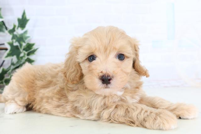 鳥取県のマルプー(マルチーズ×プードル) (Coo&RIKUラ・ムー鳥取東店/2026年1月3日生まれ/男の子/アプリコット)の子犬の2枚目の画像