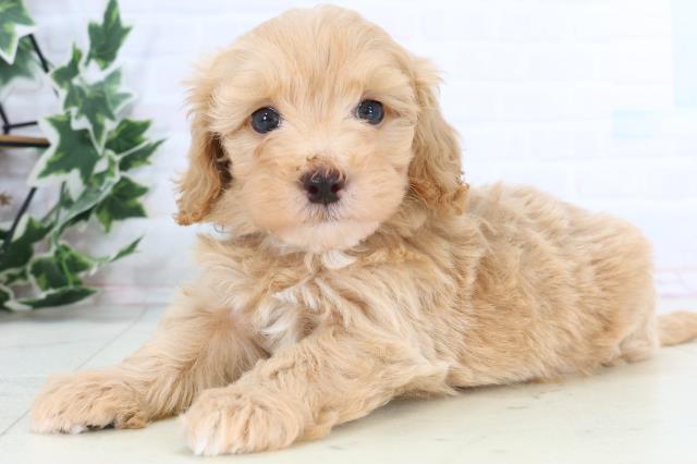 鳥取県のマルプー(マルチーズ×プードル) (Coo&RIKUラ・ムー鳥取東店/2026年1月3日生まれ/男の子/アプリコット)の子犬の3枚目の画像