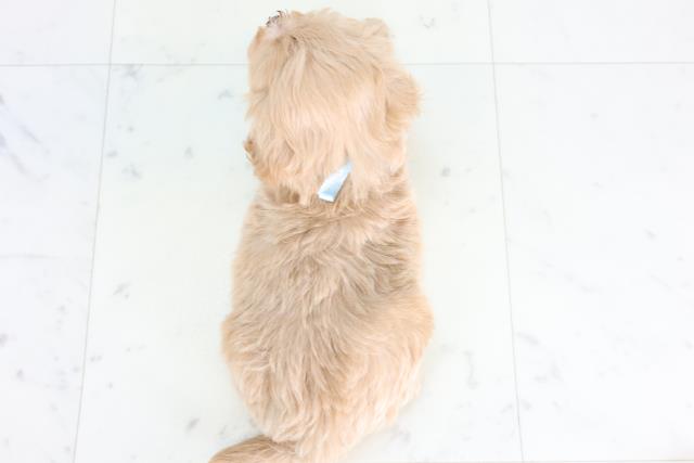 鳥取県のマルプー(マルチーズ×プードル) (Coo&RIKUラ・ムー鳥取東店/2026年1月3日生まれ/男の子/アプリコット)の子犬の4枚目の画像