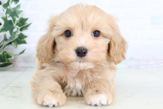 福岡県のマルプー(マルチーズ×プードル) (Coo&RIKU筑後店/2026年1月3日生まれ/男の子/アプリコット)の子犬の1枚目の画像