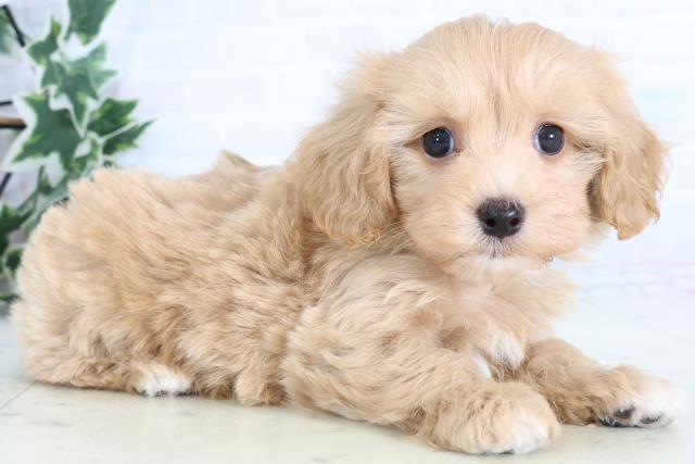 福岡県のマルプー(マルチーズ×プードル) (Coo&RIKU筑後店/2026年1月3日生まれ/男の子/アプリコット)の子犬の2枚目の画像