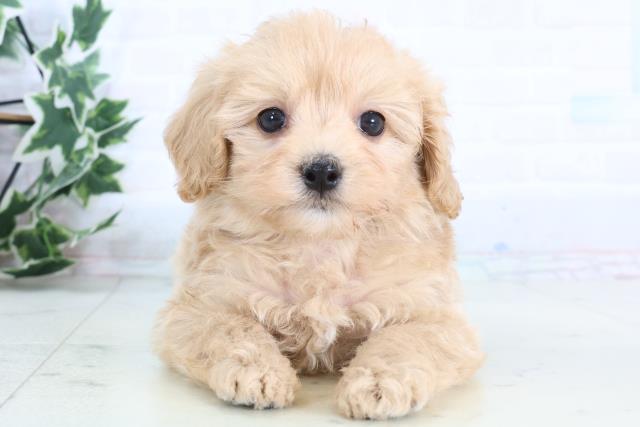 福岡県のマルプー(マルチーズ×プードル) (Coo&RIKUフォレストシティ春日店/2026年1月3日生まれ/女の子/クリーム)の子犬の1枚目の画像