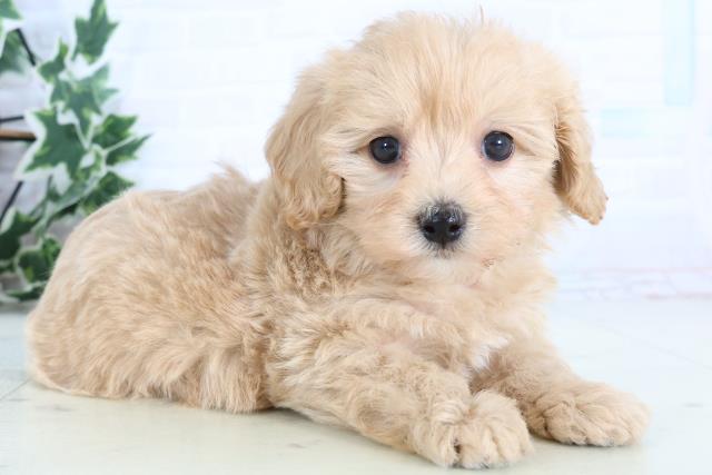 福岡県のマルプー(マルチーズ×プードル) (Coo&RIKUフォレストシティ春日店/2026年1月3日生まれ/女の子/クリーム)の子犬の2枚目の画像