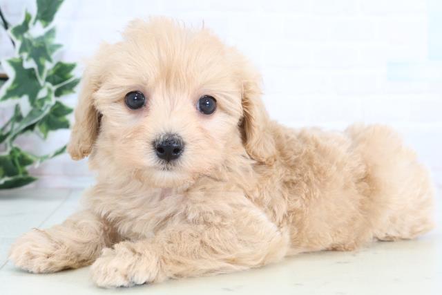 福岡県のマルプー(マルチーズ×プードル) (Coo&RIKUフォレストシティ春日店/2026年1月3日生まれ/女の子/クリーム)の子犬の3枚目の画像