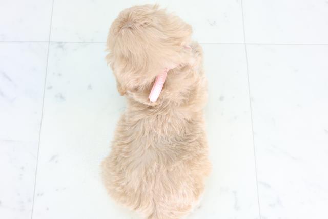 福岡県のマルプー(マルチーズ×プードル) (Coo&RIKUフォレストシティ春日店/2026年1月3日生まれ/女の子/クリーム)の子犬の4枚目の画像