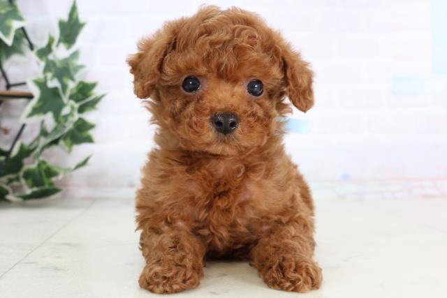 トイ・プードル