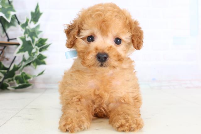 鹿児島県のトイプードル(トイ) (Coo&RIKU霧島店/2026年1月3日生まれ/男の子/アプリコット)の子犬の1枚目の画像