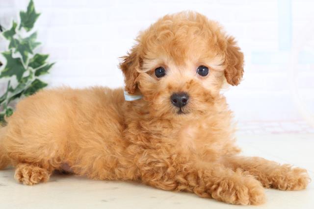 鹿児島県のトイプードル(トイ) (Coo&RIKU霧島店/2026年1月3日生まれ/男の子/アプリコット)の子犬の2枚目の画像