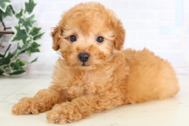 鹿児島県のトイプードル(トイ) (Coo&RIKU霧島店/2026年1月3日生まれ/男の子/アプリコット)の子犬の3枚目の画像