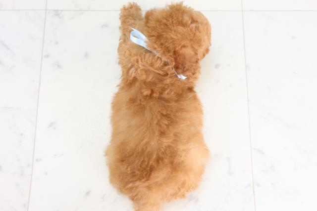 鹿児島県のトイプードル(トイ) (Coo&RIKU霧島店/2026年1月3日生まれ/男の子/アプリコット)の子犬の4枚目の画像