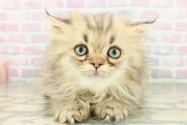 山口県のサイベリアン (Coo&RIKUサンパークあじす店/2026年1月3日生まれ/男の子/ブラウンタビー)の子猫の1枚目の画像