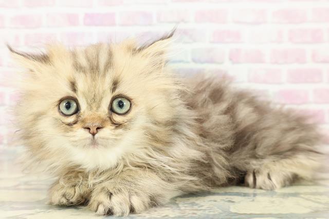 山口県のサイベリアン (Coo&RIKUサンパークあじす店/2026年1月3日生まれ/男の子/ブラウンタビー)の子猫の2枚目の画像