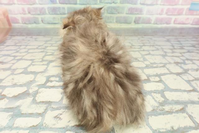 山口県のサイベリアン (Coo&RIKUサンパークあじす店/2026年1月3日生まれ/男の子/ブラウンタビー)の子猫の4枚目の画像