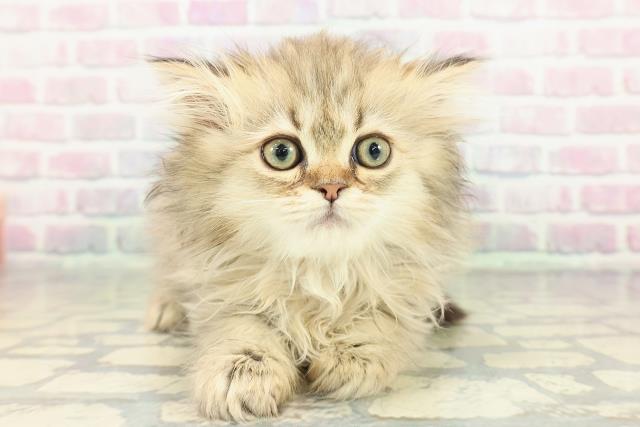 静岡県のサイベリアン (Coo&RIKU沼津店/2026年1月3日生まれ/女の子/ブラウンタビー)の子猫の1枚目の画像