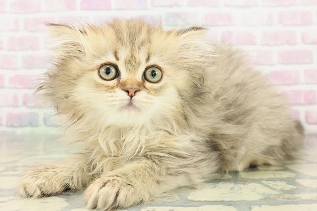 静岡県のサイベリアン (Coo&RIKU沼津店/2026年1月3日生まれ/女の子/ブラウンタビー)の子猫の2枚目の画像