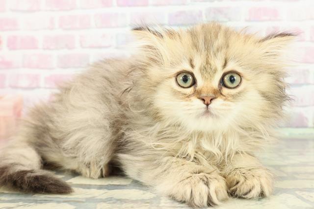 静岡県のサイベリアン (Coo&RIKU沼津店/2026年1月3日生まれ/女の子/ブラウンタビー)の子猫の3枚目の画像