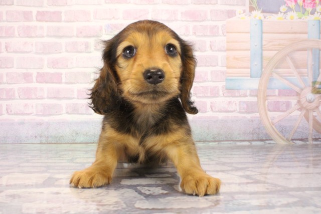 兵庫県のミニチュアダックスフンド(ロング) (Coo&RIKU神戸三宮店/2026年1月2日生まれ/女の子/シェーデットレッド)の子犬の1枚目の画像