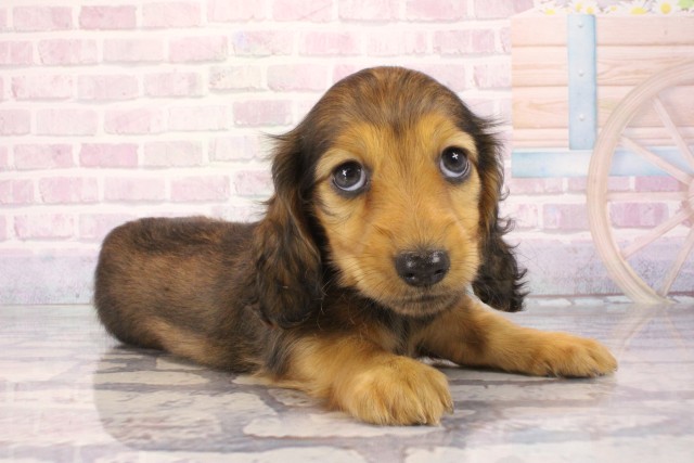 兵庫県のミニチュアダックスフンド(ロング) (Coo&RIKU神戸三宮店/2026年1月2日生まれ/女の子/シェーデットレッド)の子犬の2枚目の画像